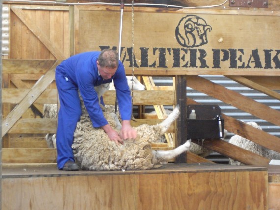 羊の毛の刈取り.jpg