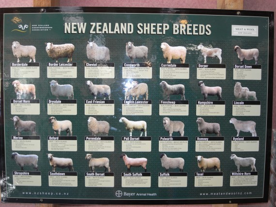 羊の種類.jpg